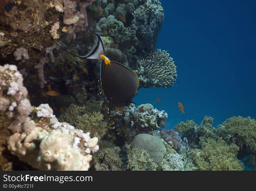 Orangespine unicornfish (naso elegans) taken in the Red Sea.