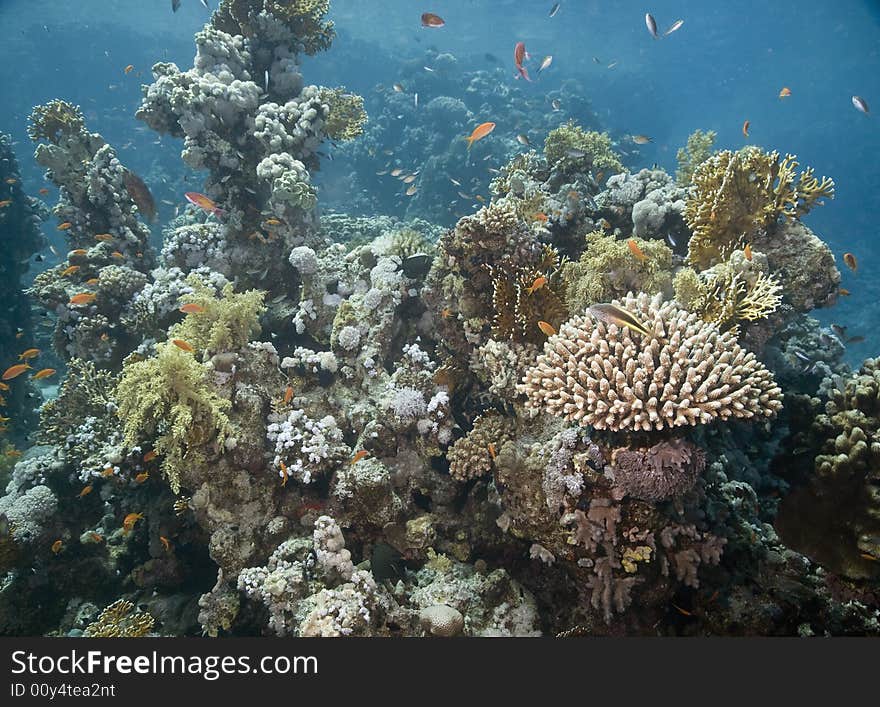 Coral and fish taken in the Red Sea.