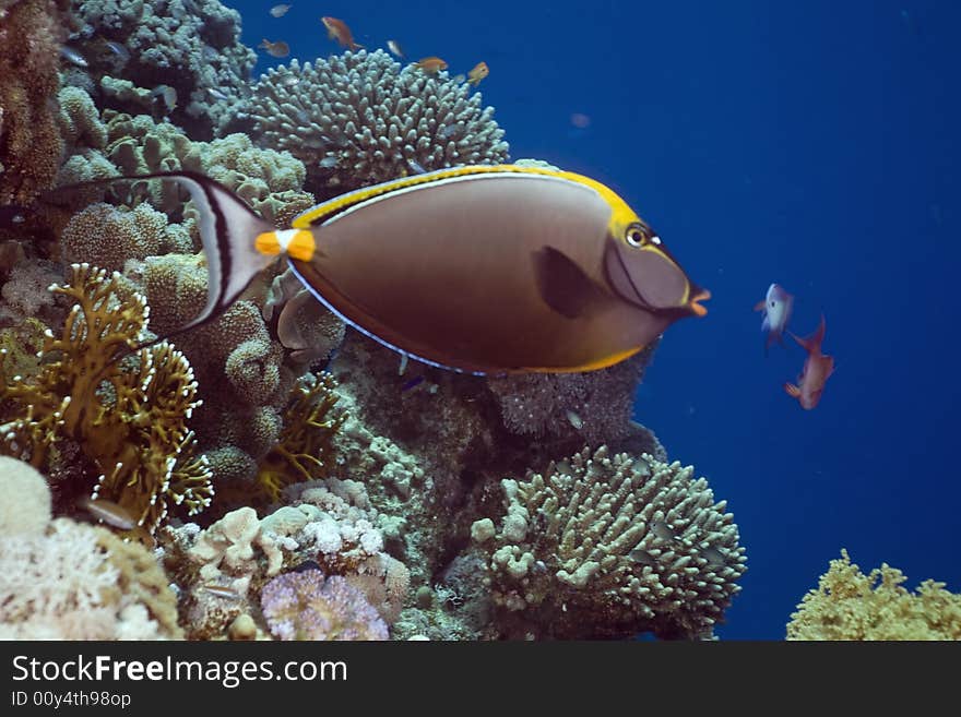 Orangespine unicornfish (naso elegans) taken in the Red Sea.