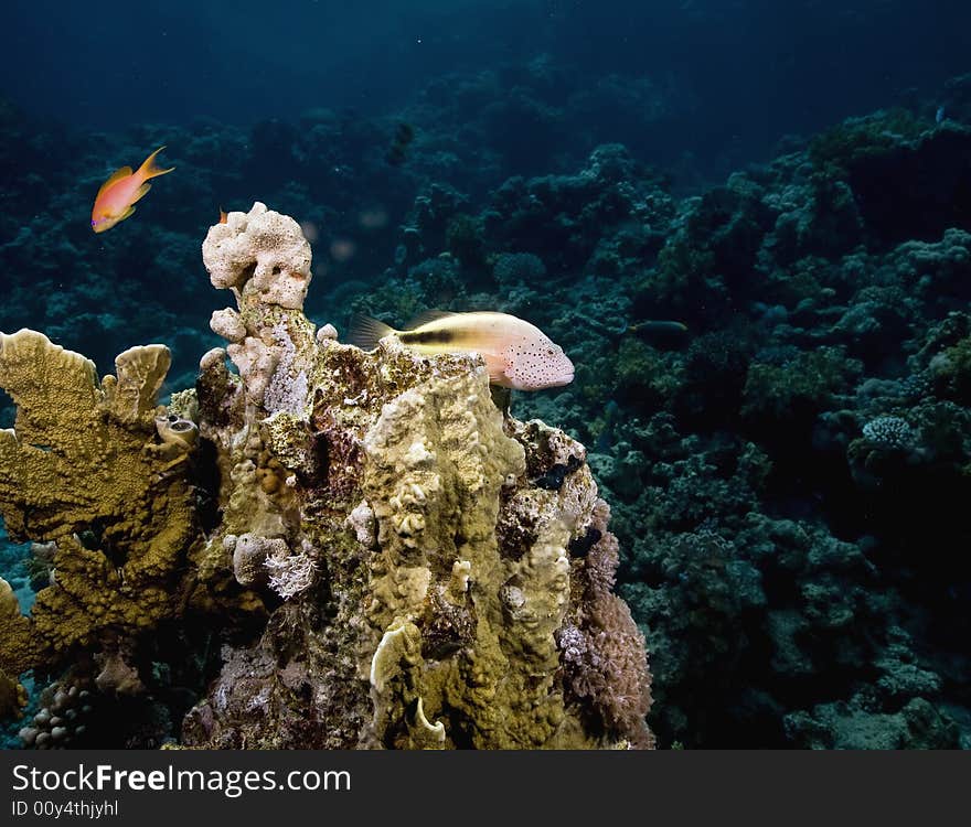 Freckled hawkfish (paracirrhites forsteri) taken in the Red Sea.