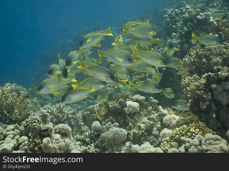 Blackspotted sweetlips (plectorhinchus gaterinus) taken in the Red Sea.