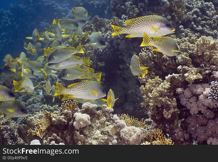 Blackspotted sweetlips (plectorhinchus gaterinus) taken in the Red Sea.