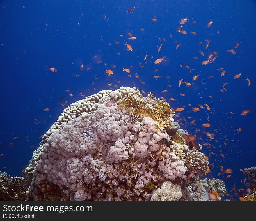 Coral and fish taken in the Red Sea.