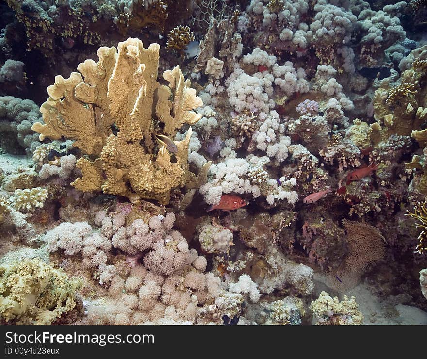 Coral and fish taken in the Red Sea.