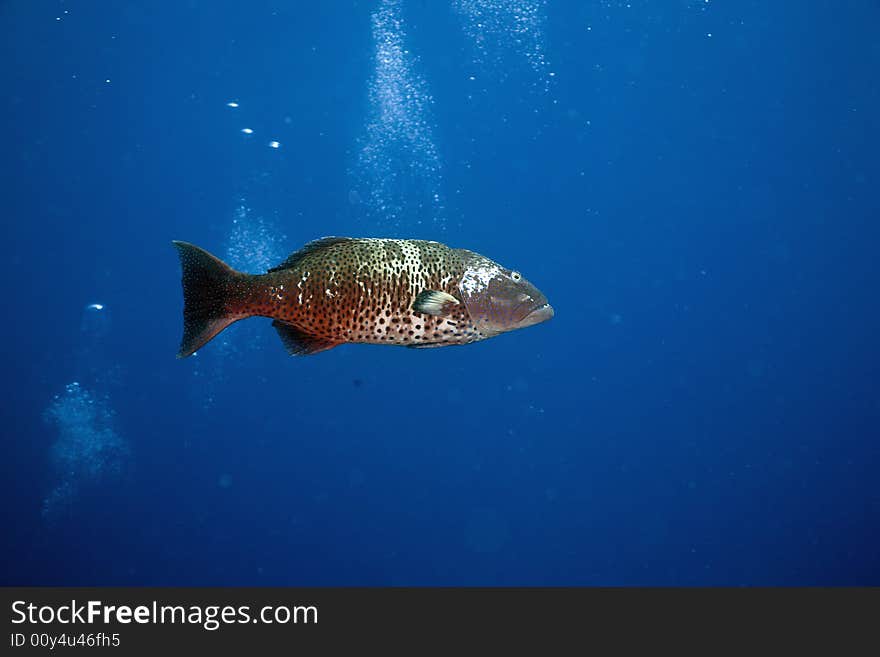 Red sea coralgrouper (Plectropomus pessuliferus)  taken in the Red Sea.