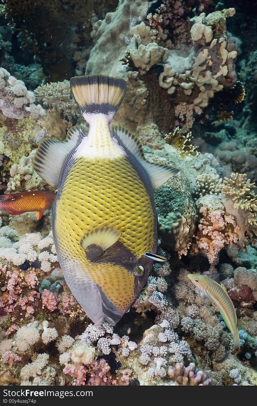 Titan triggerfish (balistoides viridescens) taken in the Red Sea.