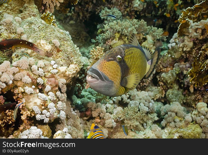 Titan triggerfish (balistoides viridescens) taken in the Red Sea.