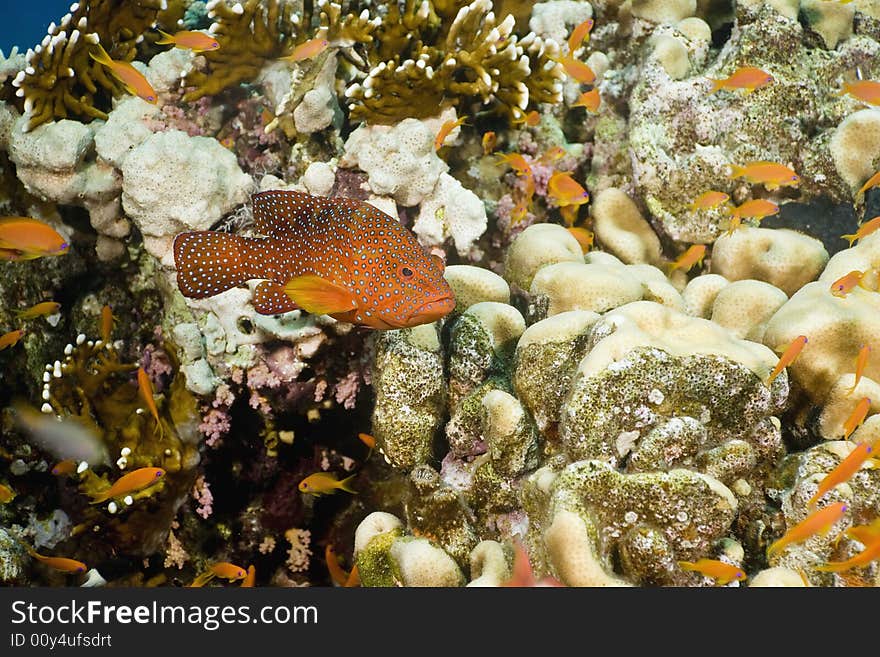 Coral and fish taken in the Red Sea.