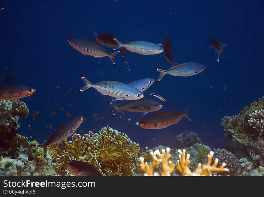 Red sea fusilier (caesio suevica) taken in the Red Sea.