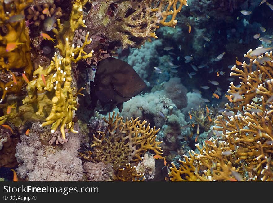 Redmouth grouper (aethaloperca rogaa) taken in the Red Sea.