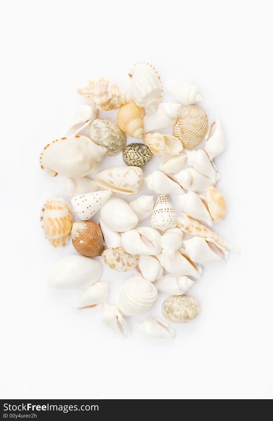 Various colorful seashells with white background. design element.