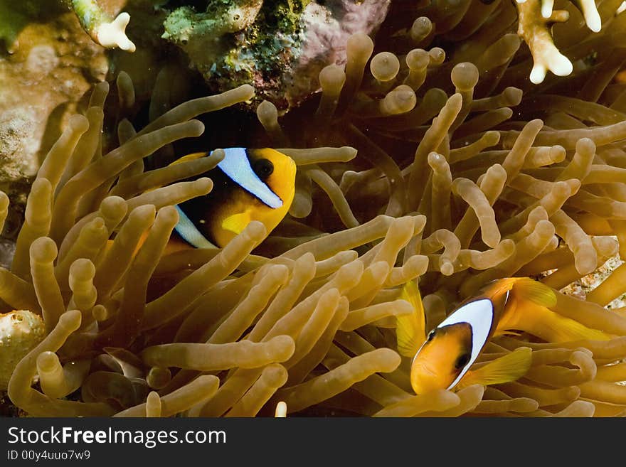 Red sea anemonefish (Amphipiron bicinctus)and bubble anemone  taken in the Red Sea.