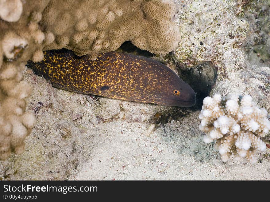 Yellowmargin moray (gymnothorax flavimarginattus) taken in the Red Sea.