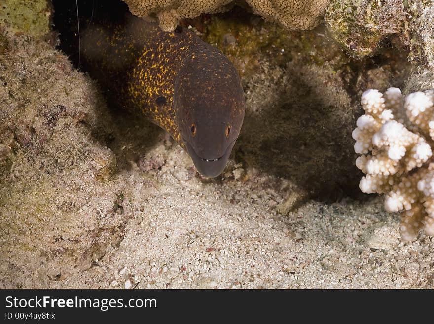 Yellowmargin moray (gymnothorax flavimarginattus) taken in the Red Sea.