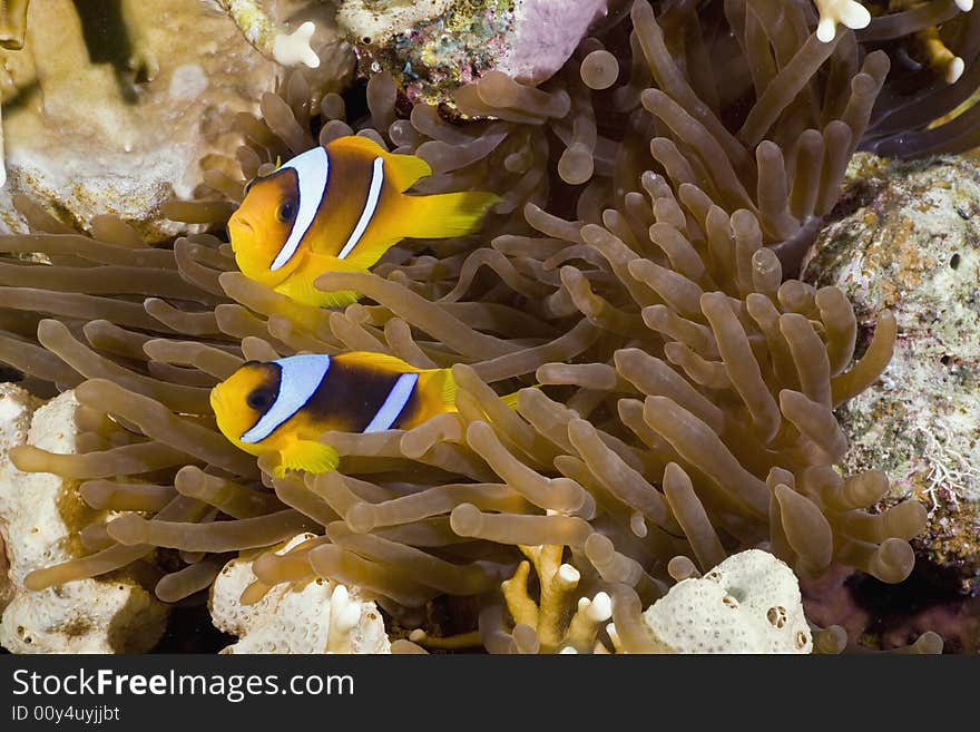 Red sea anemonefish (Amphipiron bicinctus)and bubble anemone  taken in the Red Sea.