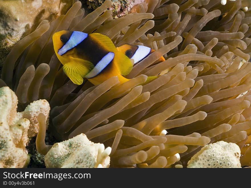 Red sea anemonefish (Amphipiron bicinctus)and bubble anemone  taken in the Red Sea.