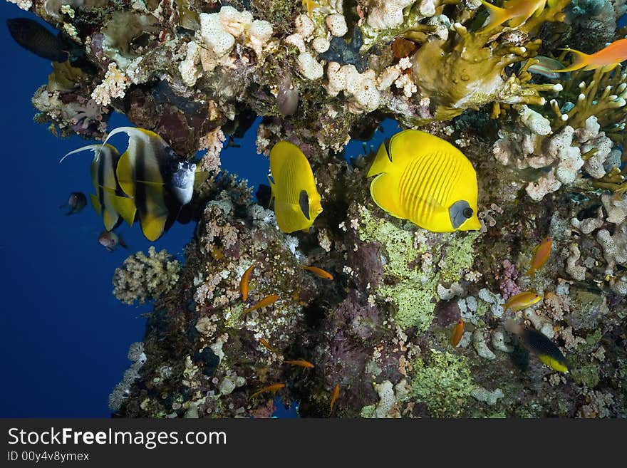 Masked Butterfly Fish (Chaetodon semilarvatus) taken in the Red Sea.