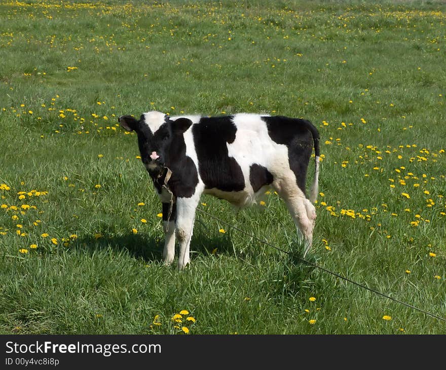 The black and white cow on a summer meadow