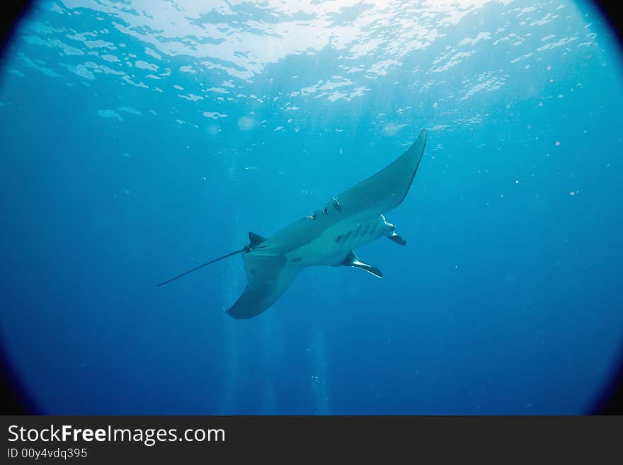 Manta (manta birostris) taken in the Red Sea.