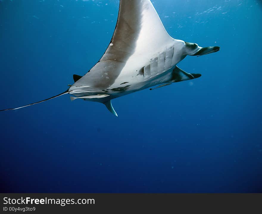 Manta (manta birostris) taken in the Red Sea.