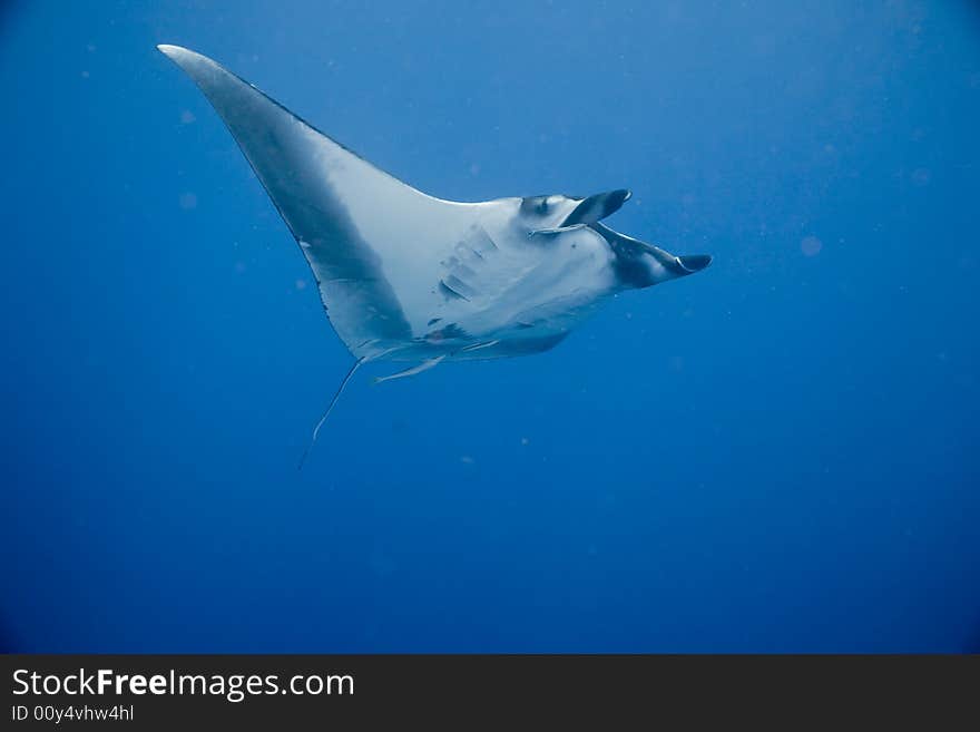 Manta (manta birostris) taken in the Red Sea.