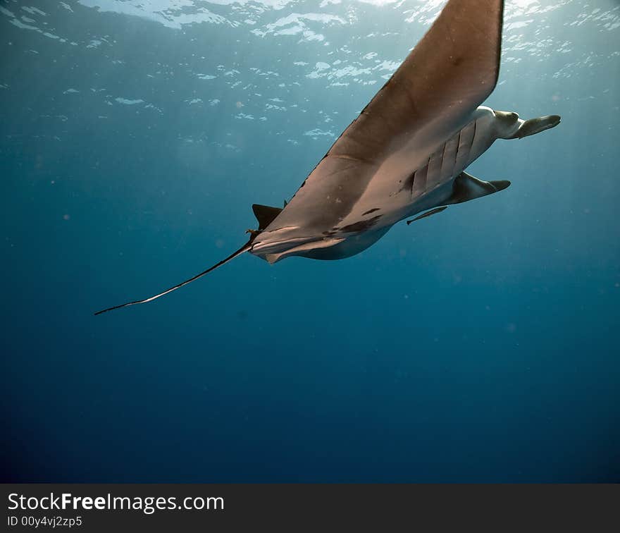 Manta (manta birostris) taken in the Red Sea.