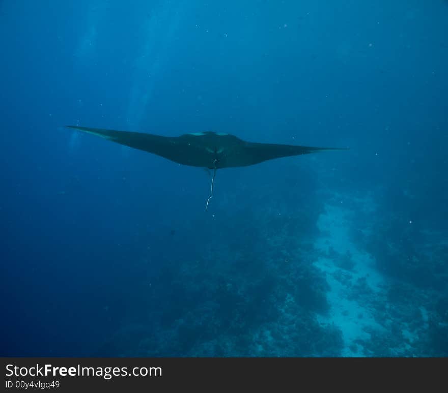 Manta (manta birostris) taken in the Red Sea.