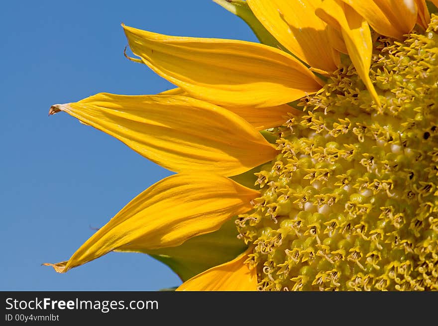 Closeup on sunflower with blue skyon background. Closeup on sunflower with blue skyon background