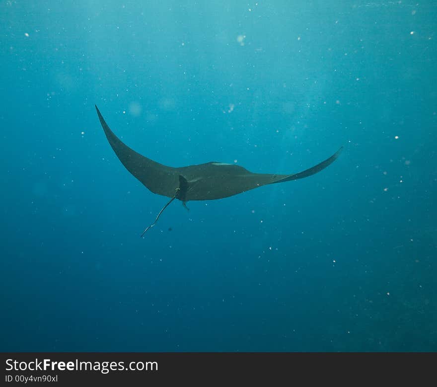 Manta (manta birostris) taken in the Red Sea.