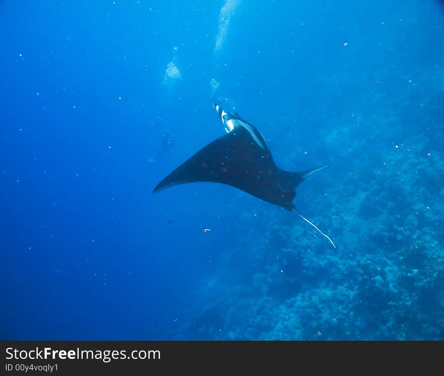 Manta (manta birostris) taken in the Red Sea.