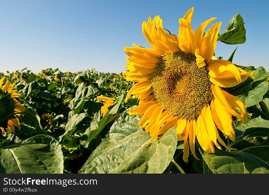 Sunflowers field under clear blue sky