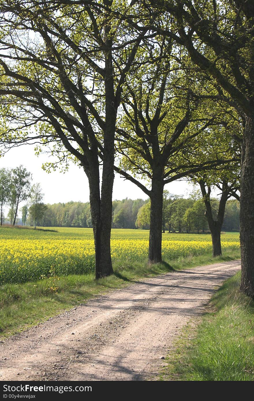 Tree alley with a yellow field behind