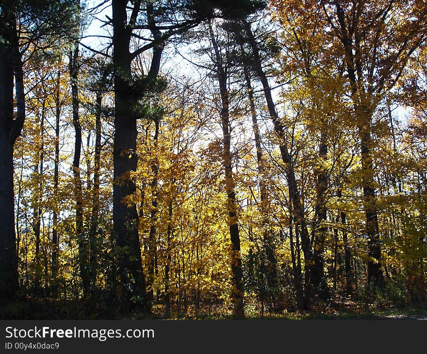 Trees in the wood in autumn time