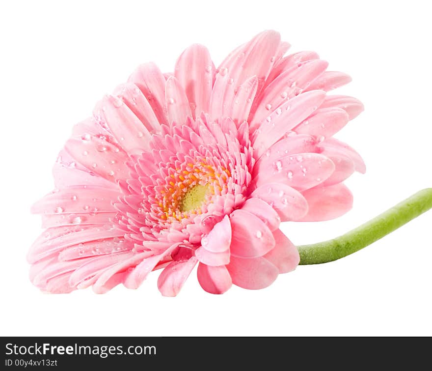 Roze gerbera