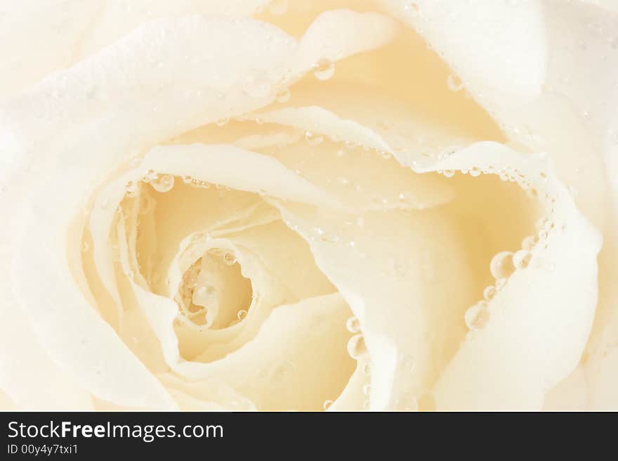 Macro image of a white rose. Macro image of a white rose.