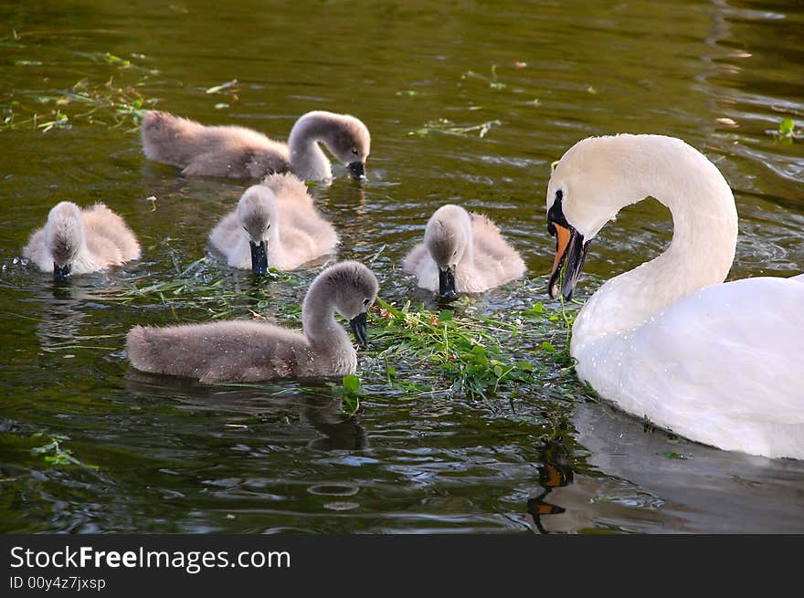 Five cygnets and a swan