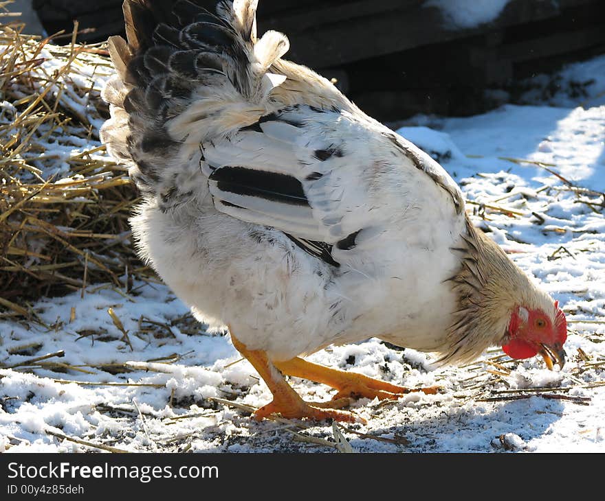 White hen eating the grain. White hen eating the grain