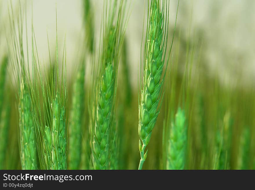 Wheat on a green background