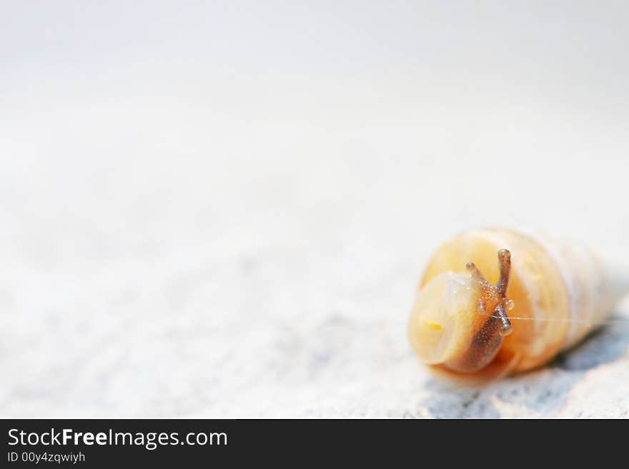 The snail in the sunshine with a white background