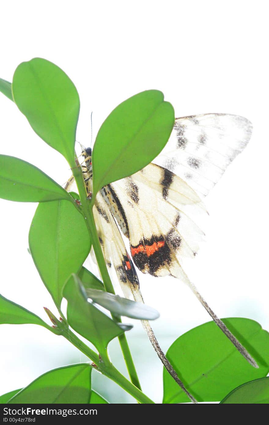 Butterfly(Acraea Issoria Hubner)