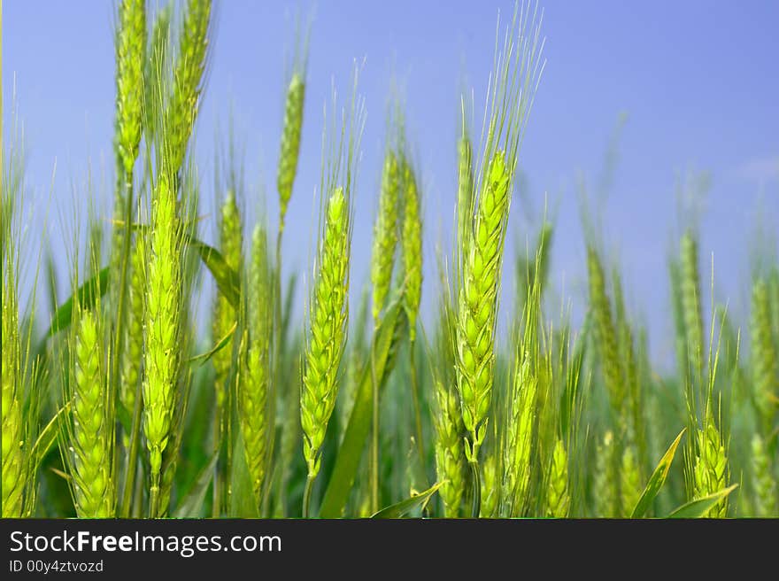 Wheat on a blue background