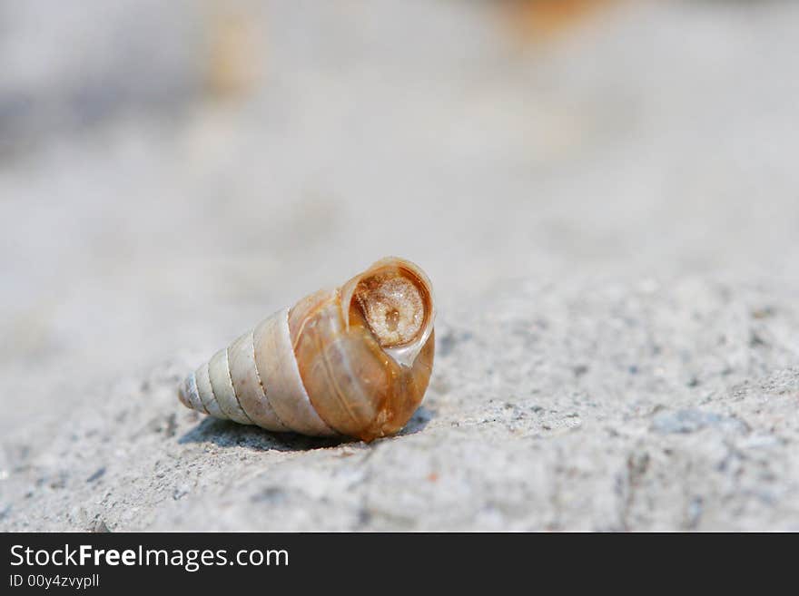 The snail on the rock  in a garden