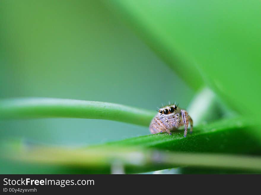 The spider, shoot it in a garden .