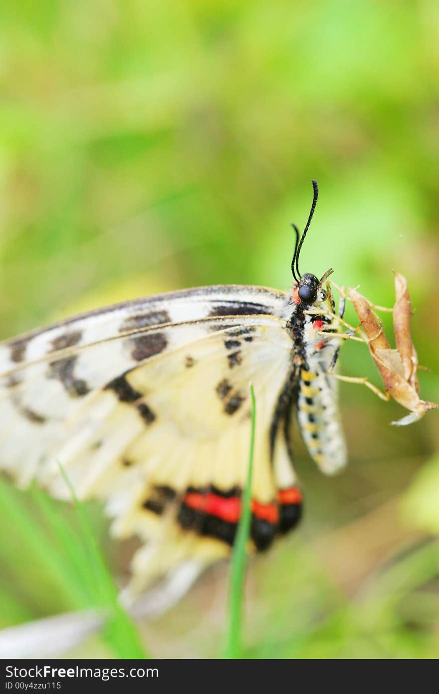 Butterfly(Acraea issoria Hubner)