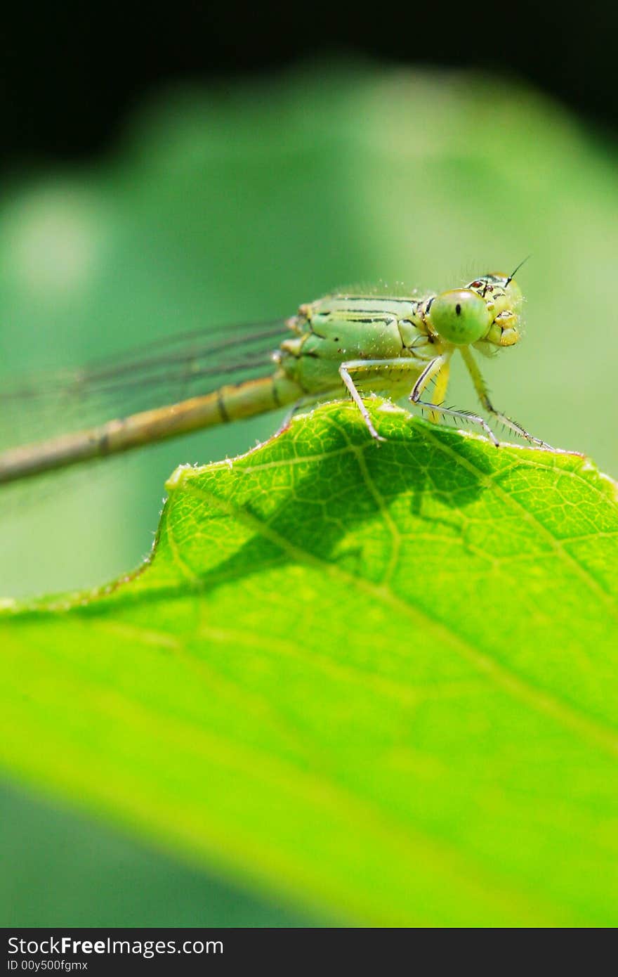 The damselfly on a plant .waiting for the food .