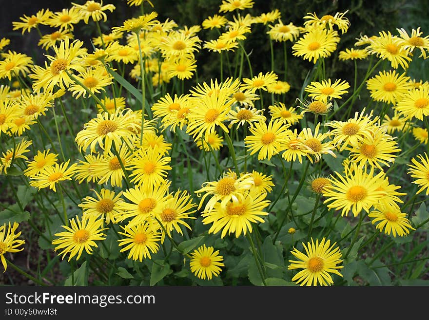 Yellow camomile