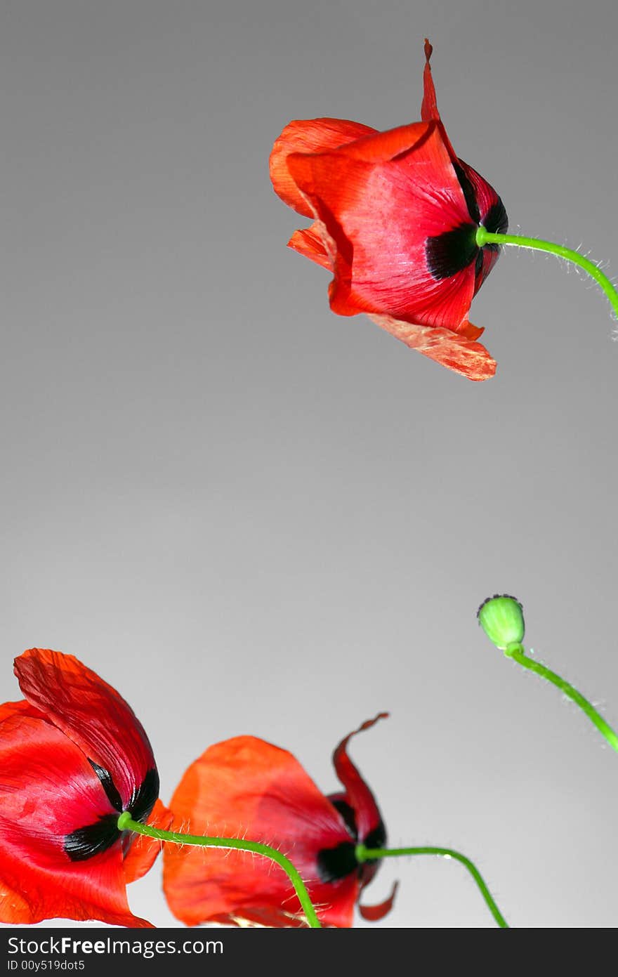 Red poppies on a grey background