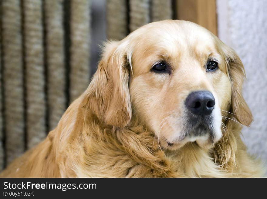 Golden retriever