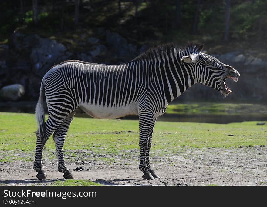 Yawning zebra