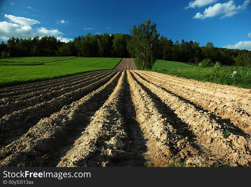 Summer field